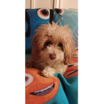 Hi Daisy's!