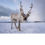 santas reindeer