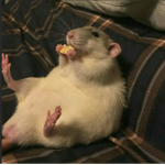 the sus rat army!