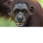 The Chango