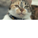 Drippy Cats