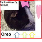 The Oreo Guinea Pig Fan Club