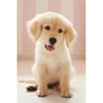 perritoss me encantaan