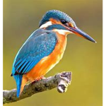 Kingfisher Games