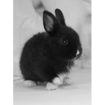 The Best Friends Like Bunnies
