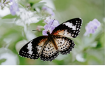 Butterfly barn