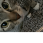 I love cats meow meow meooooooooooooooooooooooooow
