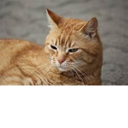 OBBY CAT