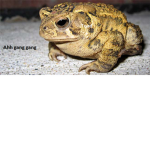 toads