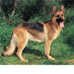 The German Shepard Lovers