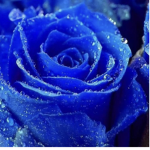 Blue flowers squad