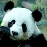 Panda Fam1ly :)