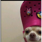 I dont eat poop I eat what I like so yeahhhhhhhh