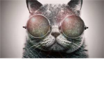Hip Cats
