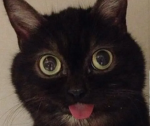 CalmLuhCat