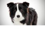 Dog Lo v er s
