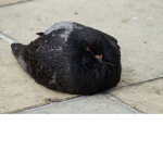 BirdyBirdStudios