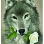 AestheticRoses