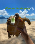 turtle Boba tea