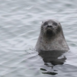 Seals group :D