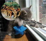kitty kats!