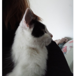 Kittens Are Cool!
