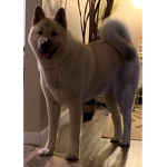 Mochi girl