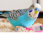 Parakeet group we do bird things