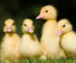 Duck state