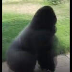 Spinning Gorilla Simulator