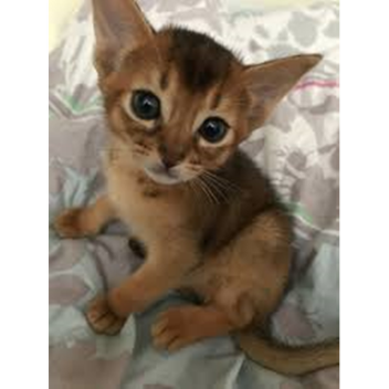 Обби на 1 робукс