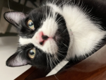 oreo the cats merch