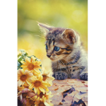 Amy's kitty's