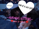-Auroras kittens-