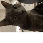 Ron club cat