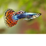 The Singapore Guppy