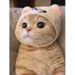 로벅 기부용616464564