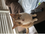 The cat got the drip