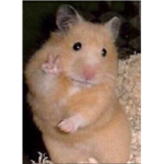 Hai~
