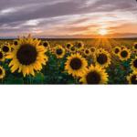 ~Sunflower seedlings~