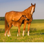 Horse Family!