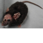 crusty rodents :)