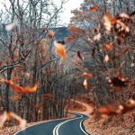autumn avenue