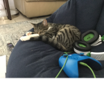 KittysOMG :DDDDDDD
