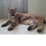 Cougar rp group