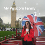 my pugicorn family
