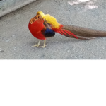 phoenixNation