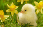 cute cute ducky army