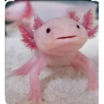 Tʜᴇ ʙᴀɴᴀɴᴀs:>