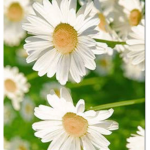The Daisy Squad! :D